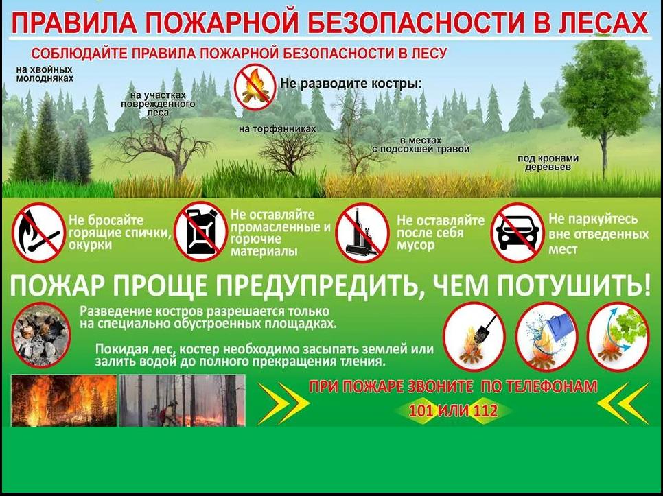 памятка лес.jpg